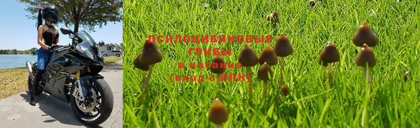 шишки Абинск